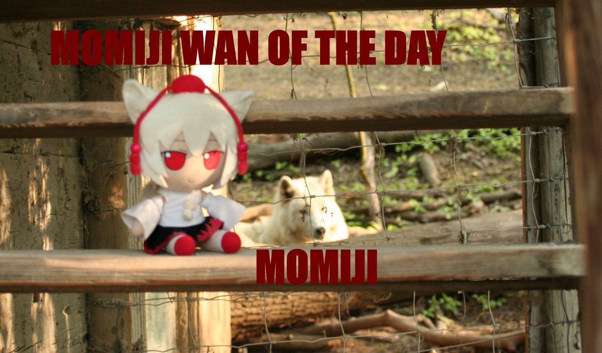 fumofumography's tweet photo. Momiji wan of the day.... Momiji? https://t.co/ZU9sPw5fvr