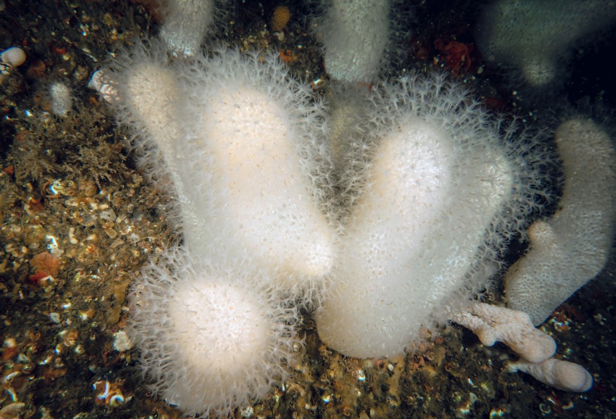 EarthDotCom's tweet image. Deep-sea corals vanished for 1,000 years – and now we know why dlvr.it/TS8bvV #EarthDotCom #EarthSnap #Earth