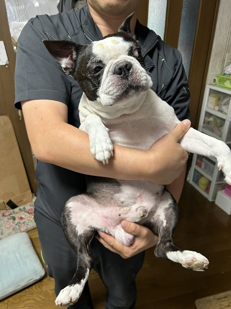 イモガニ（´-`）根腐れの王🍁 tweet media