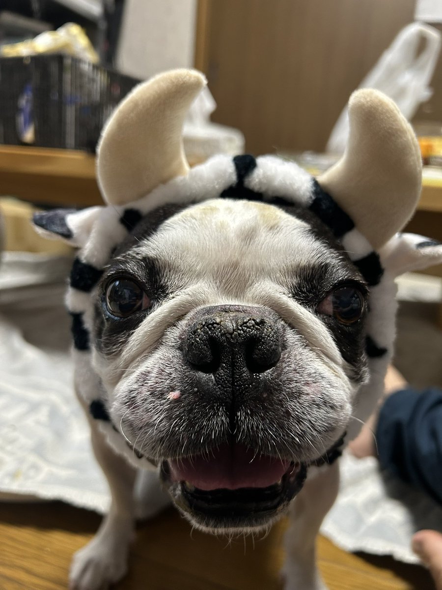 イモガニ（´-`）根腐れの王🍁 tweet media