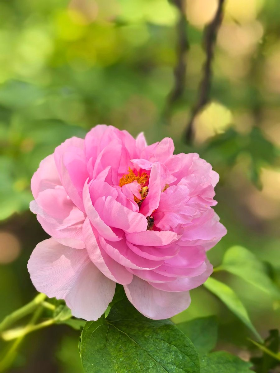 Jocaccia tweet media