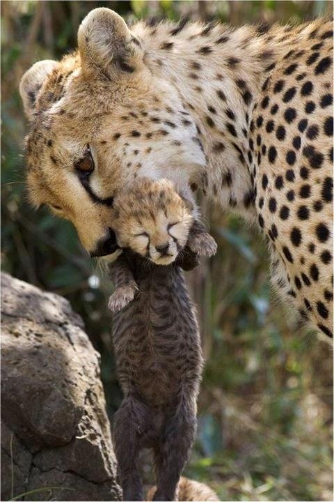 AnimalLove_22's tweet photo. https://t.co/LmvxFyAXpk