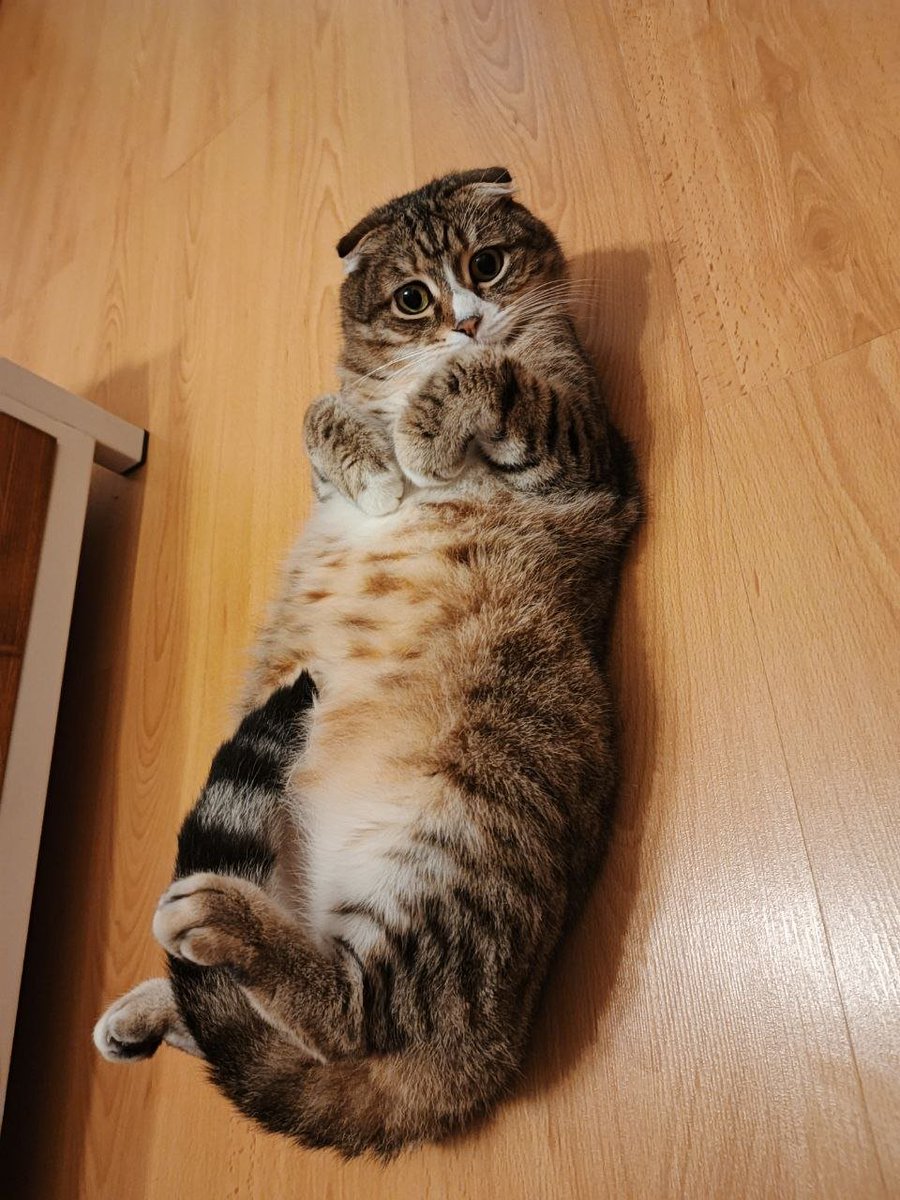 усы Орлова tweet media