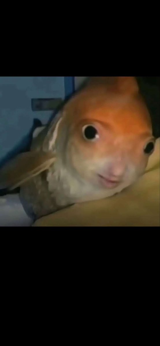 ShotgunSilly tweet media