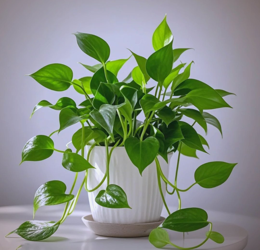 any mosquera tweet media