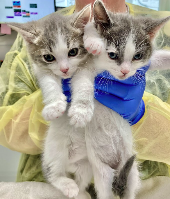 PurrfectPals's tweet image. 💙 Help Us Honor Kathy’s Legacy This spring, we’re building “Kathy’s Way”—a memorial rock garden honoring Purrfect Pals founder Kathy Centala.  More than a tribute, it will improve access to our #sanctuary so more #cats find homes. Donate 👉 purrfectpals.networkforgood.com/projects/29957…

#purrfectpals