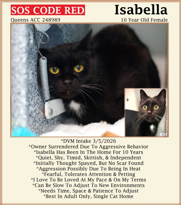 sachikoko's tweet image. 🆘CODE RED🆘RELISTED TBK THU 4/23/26🆘🙏🏾PLZ SHARE🆘
🙏🏾PLZ #PLEDGE 2 SAVE MY LIFE
💝Fearful 10YO #Senior Black Kitty ISABELLA💝
😿💔Dumped 4 Aggressive Behavior, Not Thriving
🚨Needs #Adoption #Rescue #Foster🚨
▶️248989 facebook.com/photo/?fbid=12…
🙏🏽#AdoptDontShop
#Queens #NYCACC #Cat