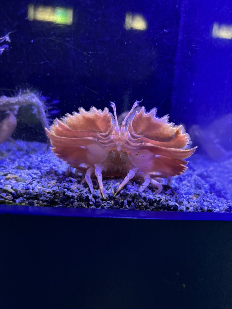 和歌山県立自然博物館 tweet media