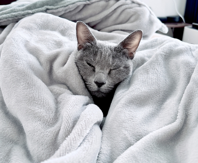 SleepyBuddy tweet media