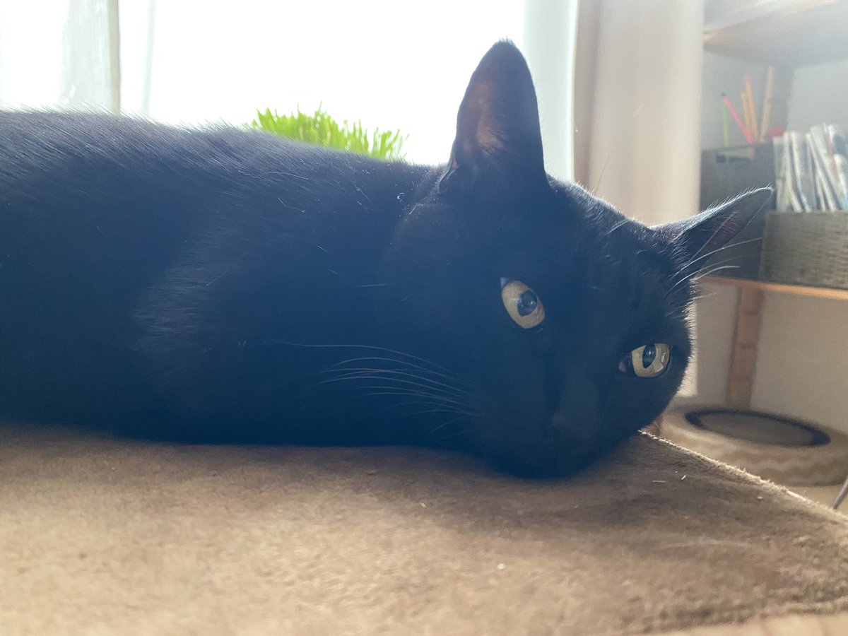 youpi🐈‍⬛黒猫 tweet media