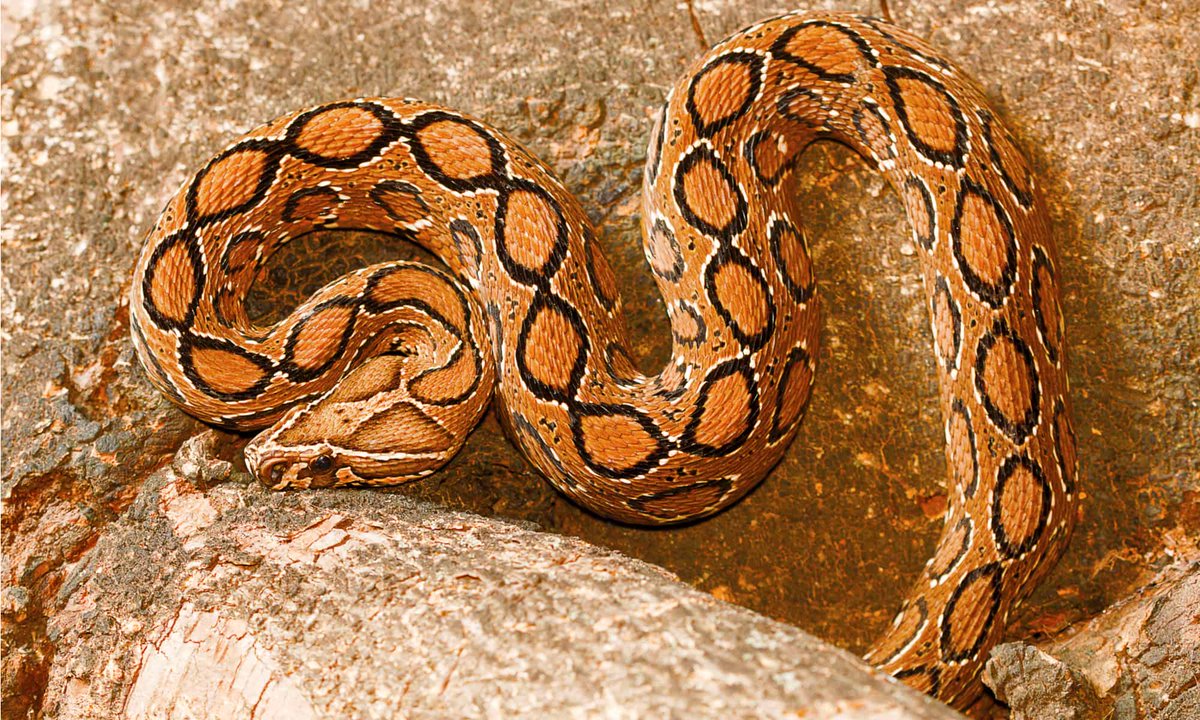 Sssnake_time's tweet photo. 136-140: russells vipers! https://t.co/dj6mXKCIRj