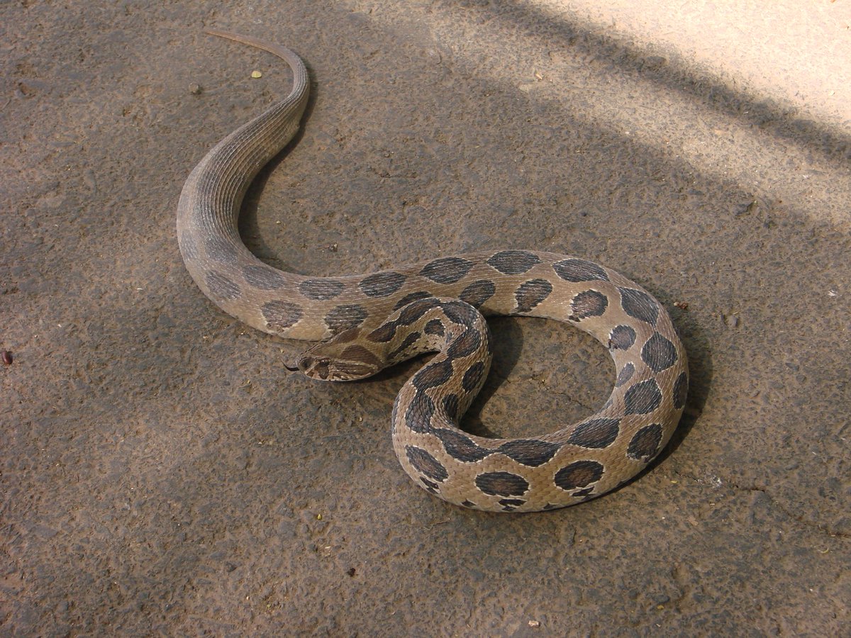 Sssnake_time's tweet photo. 136-140: russells vipers! https://t.co/dj6mXKCIRj