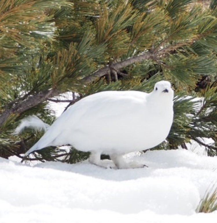 ピジョニー🕊 tweet media