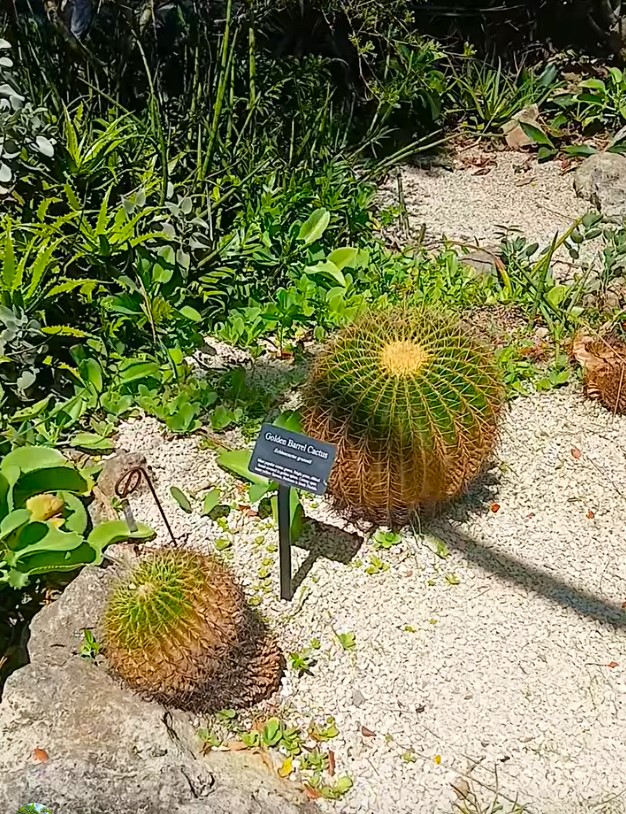 TenmanOksana's tweet image. 🌵 Golden Barrel Cactus 🌵 Mounts Botanical Garden, Florida, USA 🗽 youtube.com/shorts/H0-XNrq…🌵 #cactus #flower #flowers #botanicalgarden #botanicalgardens #botanicalpark #FloridaCactus