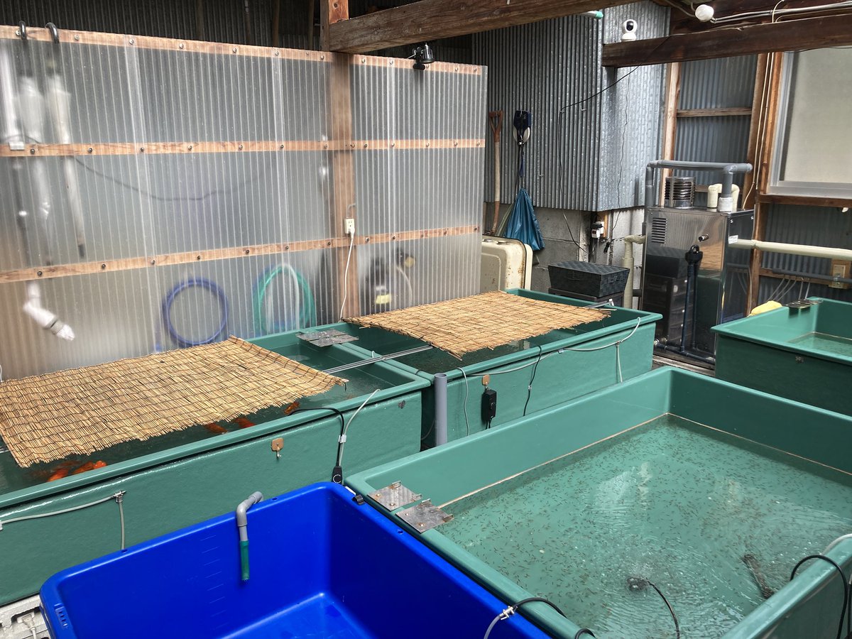 おはようございます🌸今日の京都府北部は、晴時々曇 ⛅️ 24℃[+5] 5℃[-3]今日は、１番仔３回目のクラス分けします🌸😊
#京都 #福知山 #金魚 #らんちゅう #スローライフ #古民家 #金魚屋 #観賞魚 #アクアリウム #京都丹波らんちゅう園 #京都の金魚屋