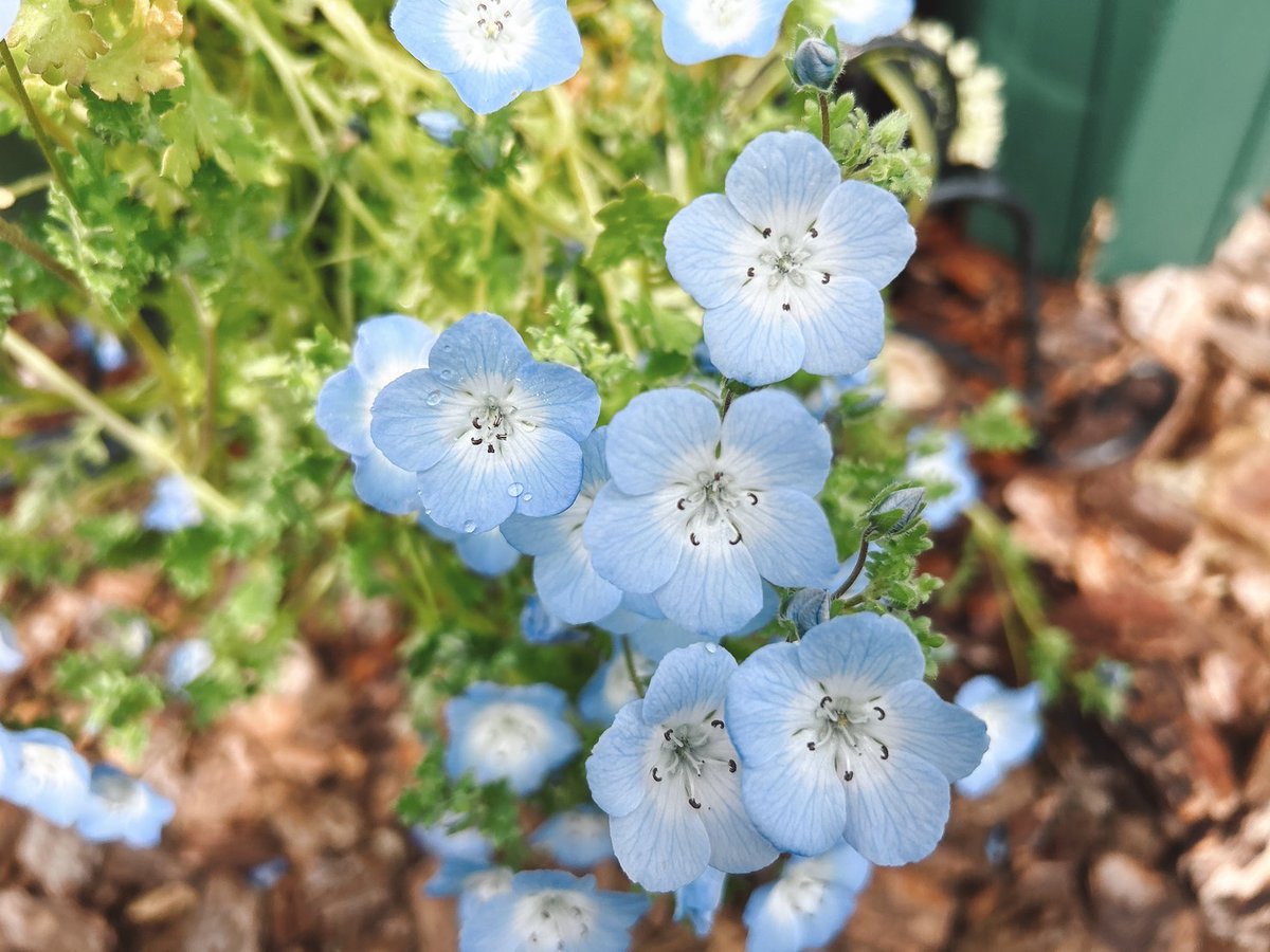 【公式】プロトリーフ tweet media