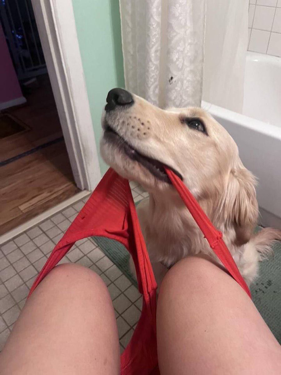 GraphicRichie's tweet image. If Y'all interested in my videos,
Click link to message me for my Menu list to get access to premium unreleased ZooContent y
#usa #doggo #dogsex #beastiality #zoo #doglover #artofzoo #buyingcontent #knotted