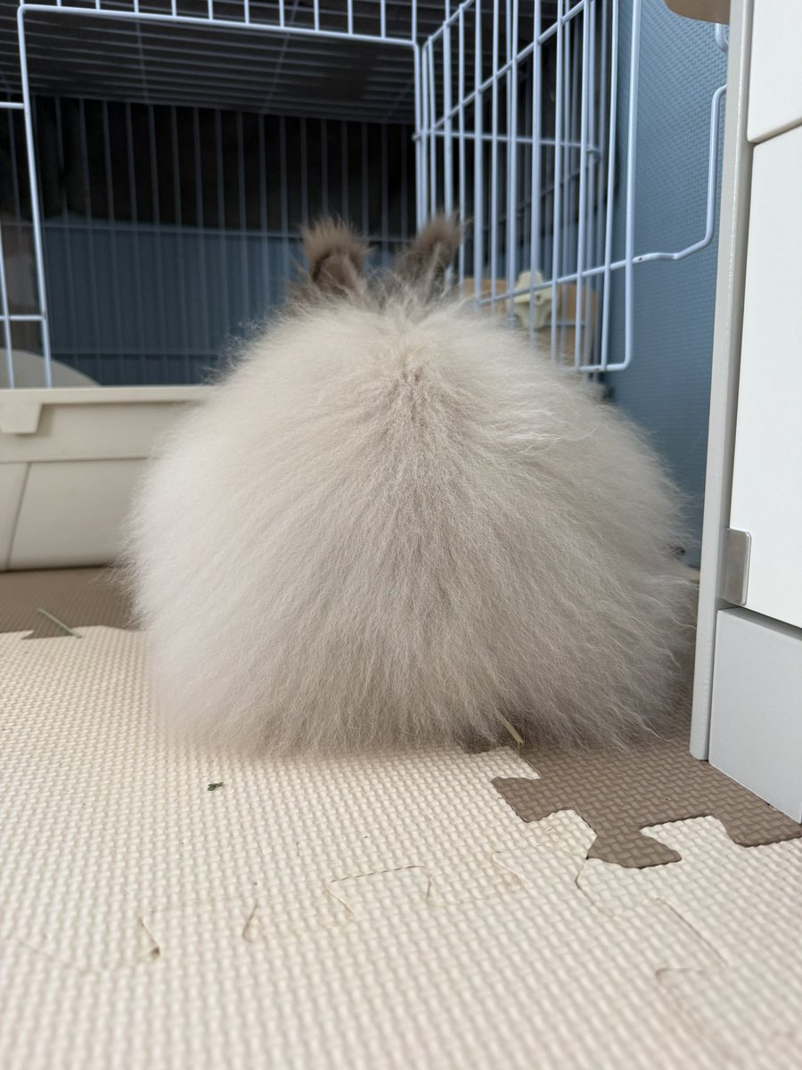えびてんおにぎり、、、

#うさぎ
#うさぎのいるくらし