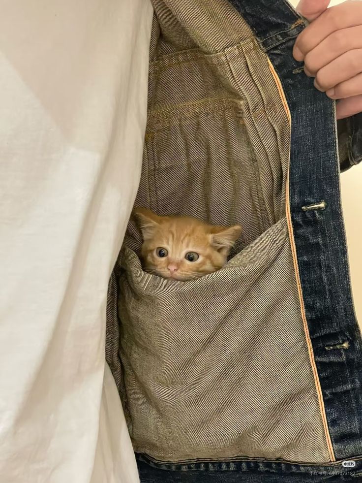 only cute things tweet media