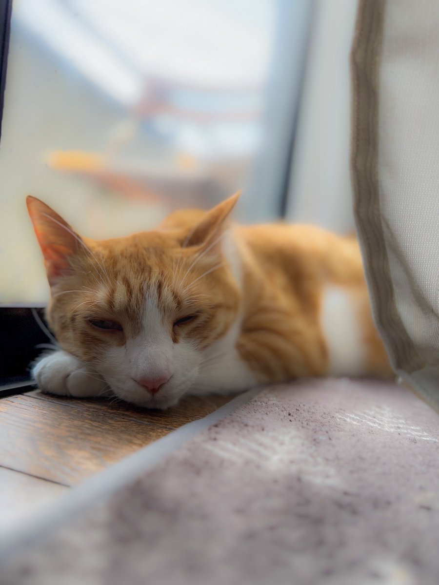 おはようございます🤓

昼寝中のシェロ君🐈⸒⸒⸒⸒
いい顔してる(笑)
#保護猫 #猫のいる暮らし
#ほごねこを家族に #NEKOくらぶ
#茶白猫