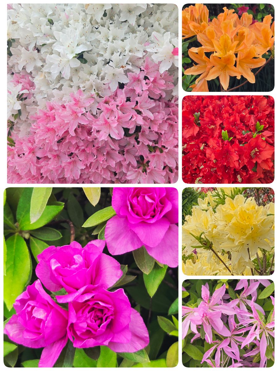 Secret Garden🌷 tweet media