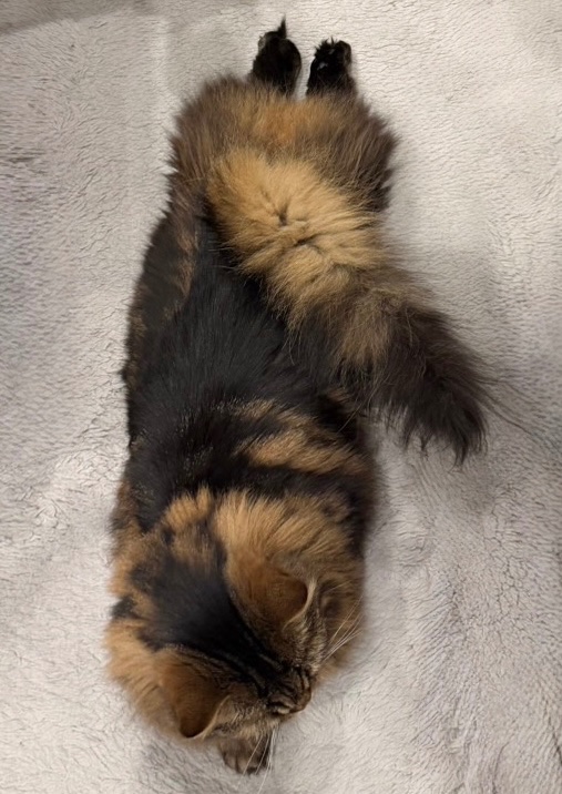 マンチカンのアーサー tweet media