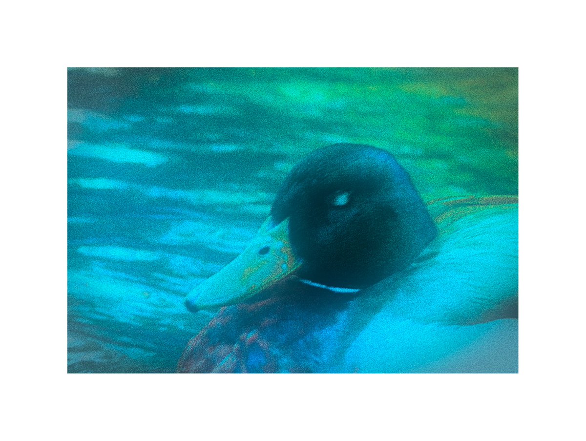 Art_Joyeux's tweet image. Tête de #canard