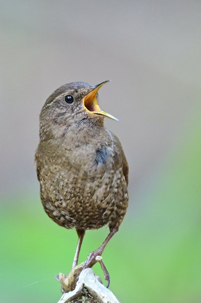 えむビタキ tweet media