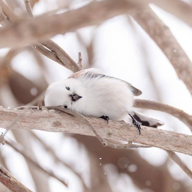 모이라❄ tweet media