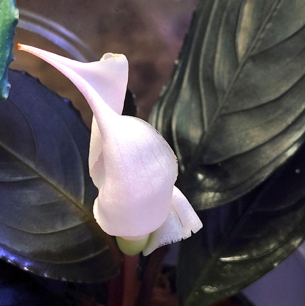 りと ＠🎣🦐🐠🐸🌿🦎 tweet media