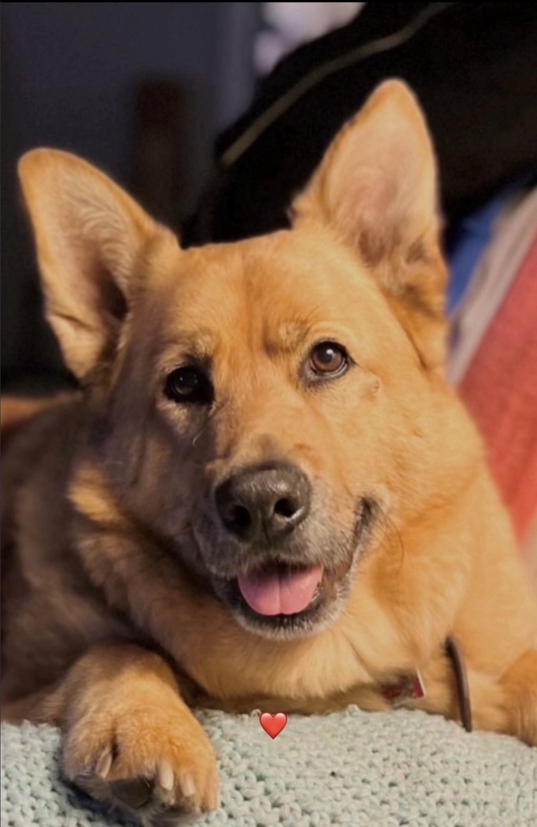 We need some 🙏 and good vibes. Our sweet Luca Bear has another high temp. He started feeling bad yesterday, it’s gone downhill. We’re on our way to Richmond to see an internist, 75 miles away. The Va Beach facility is closed tomorrow it would be necessary to re-board at another