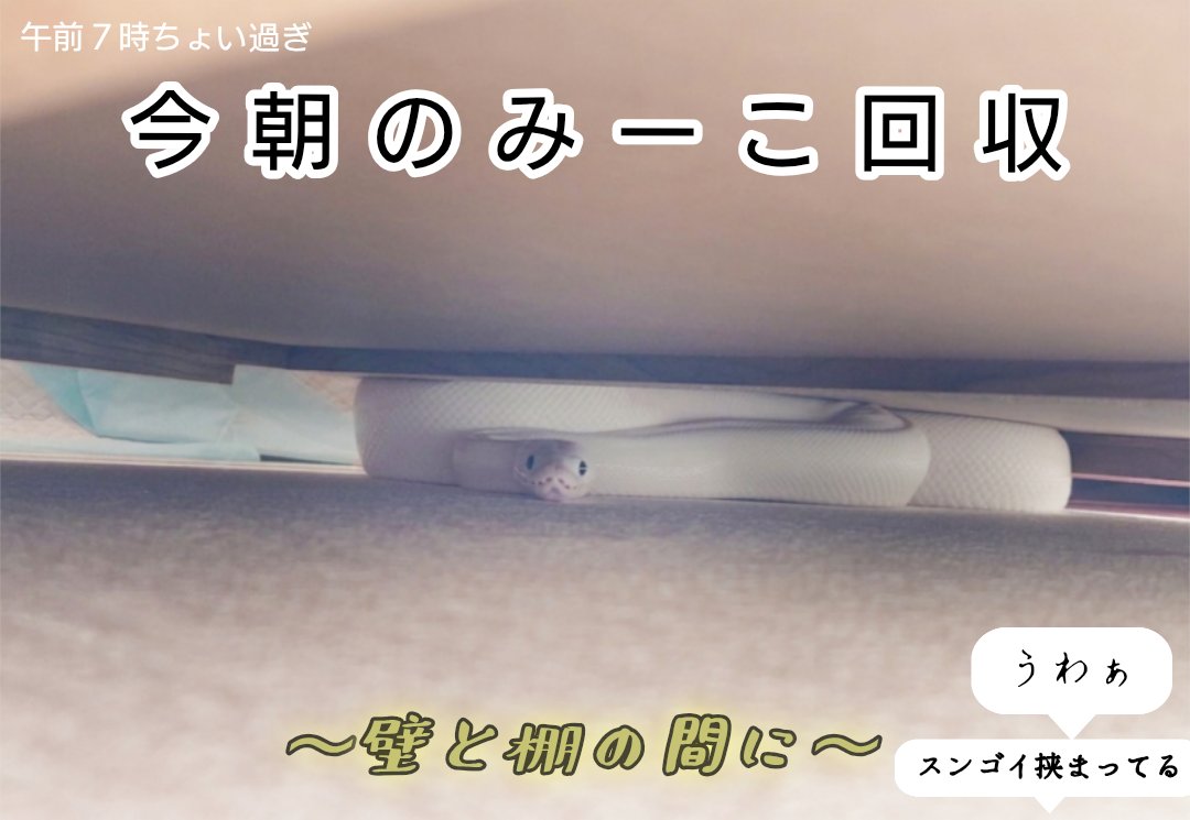 みい♥️ひめ日記 tweet media