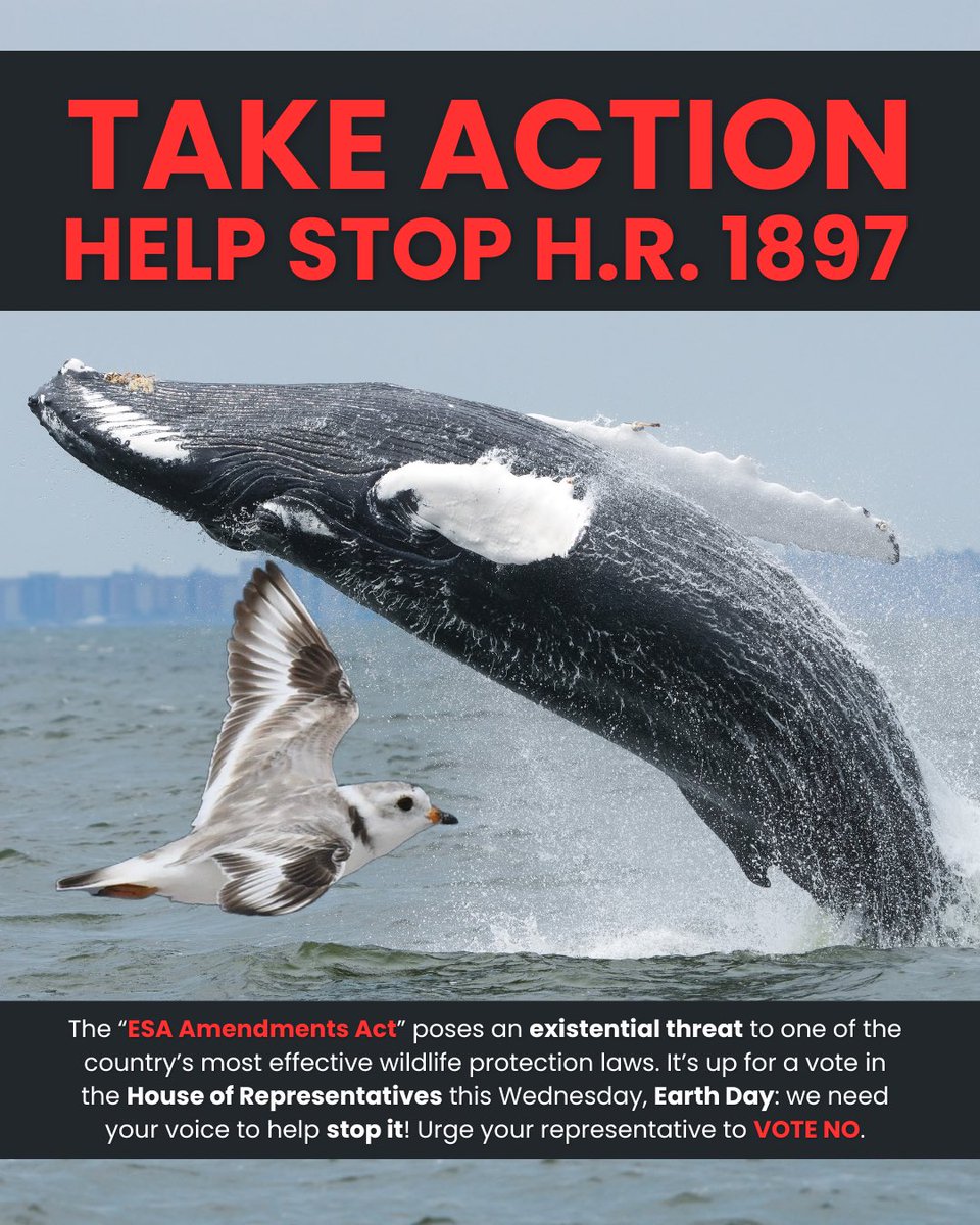 congress is voting to strip the endangered species act tomorrow, on earth day. call your reps RIGHT NOW to shut it down.