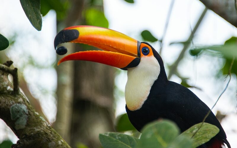 HumanisingMen's tweet photo. Toucans Reintroduced 50 Years Ago Disperse Seeds of Endangered Trees in Brazil https://t.co/8hlzNfioph #Environment #FeaturedContent #animals @goodmenproject https://t.co/lDtSSIfvKo