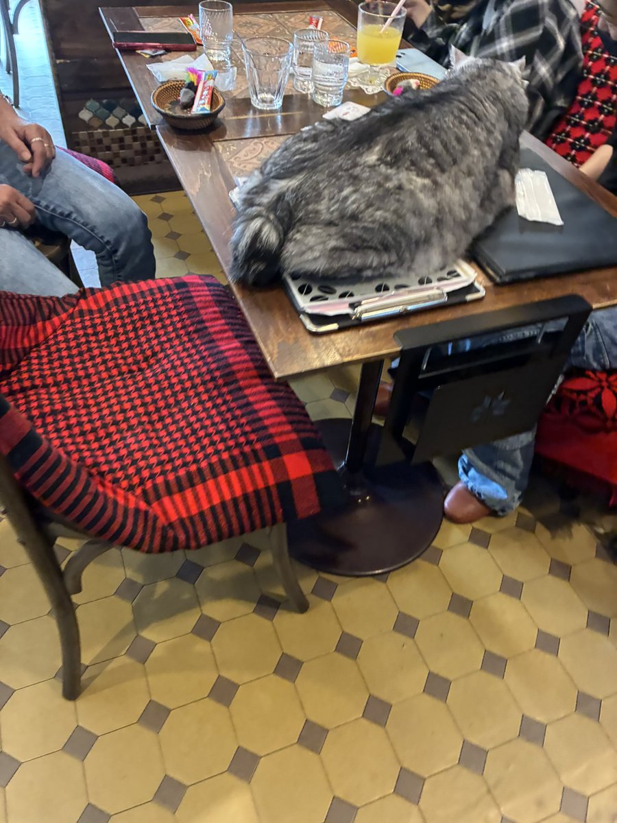 猫喫茶　ネコブ tweet media