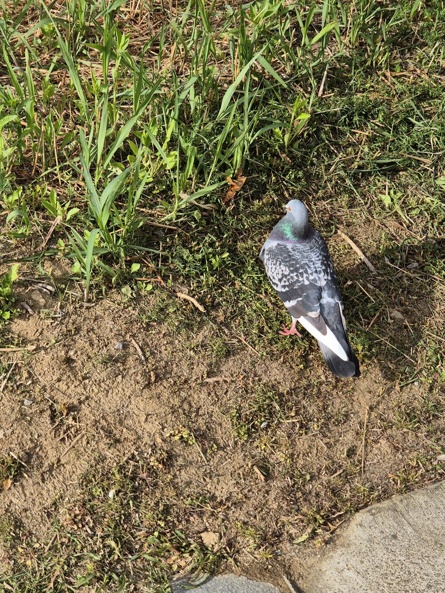 Fullback tweet media