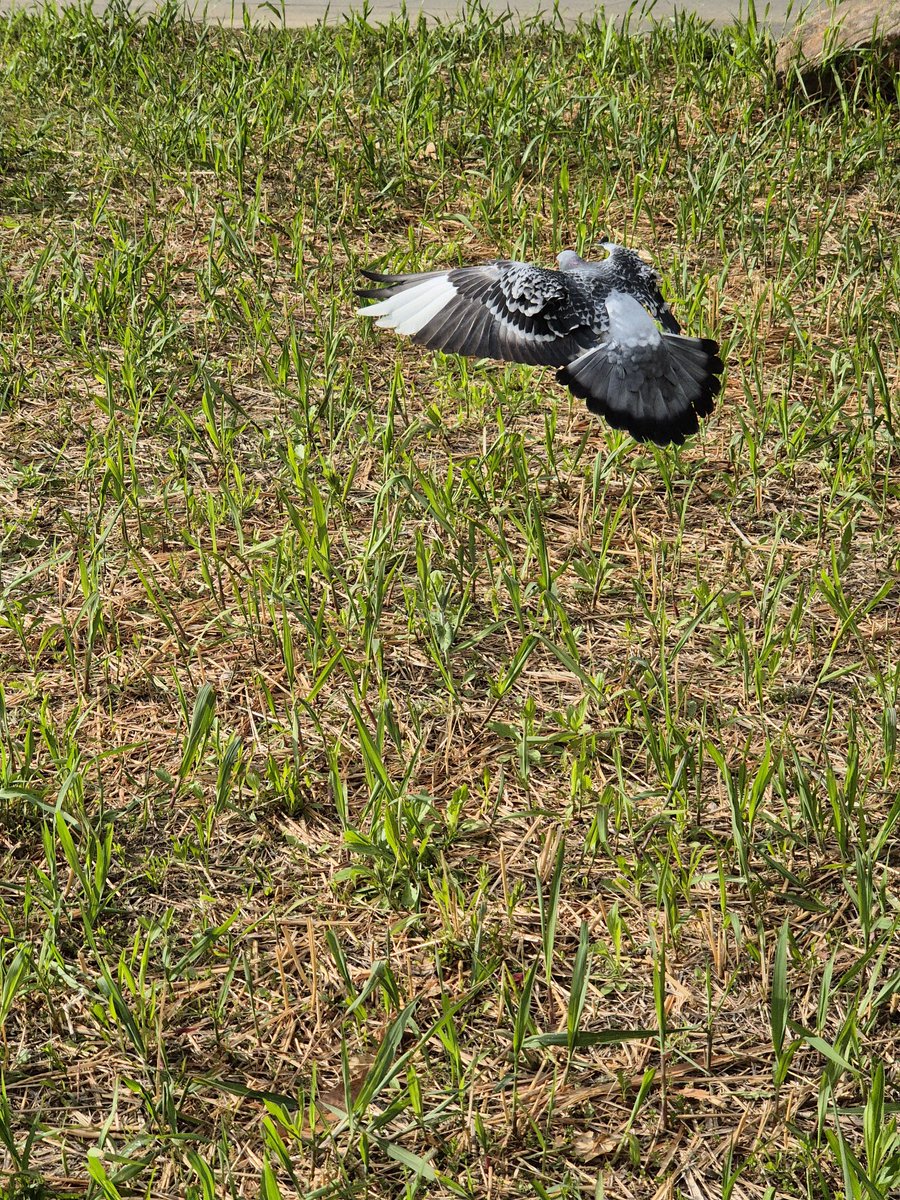 Fullback tweet media