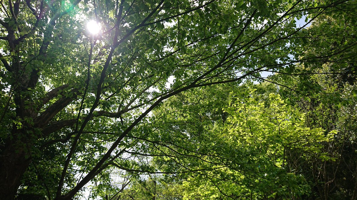 伊勢梨沙@行政書士事務所開業準備中 tweet media