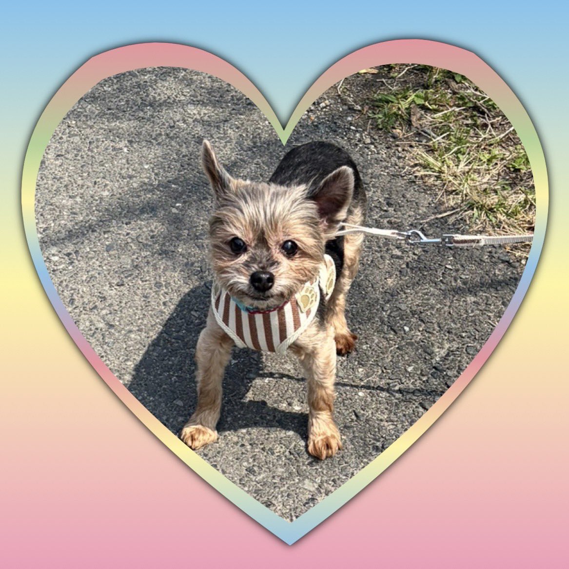 ともたん🐮teacher tweet media