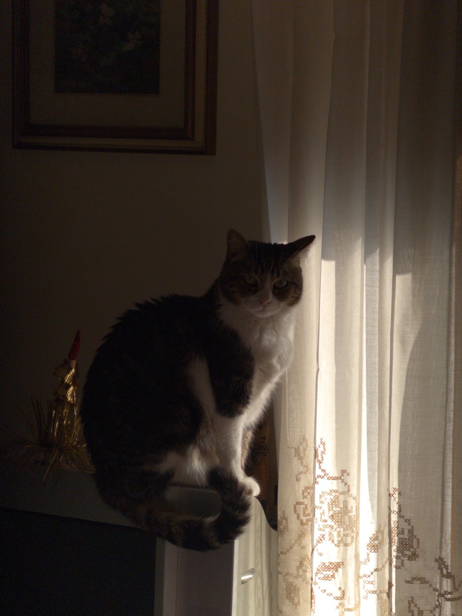 manta1900's tweet image. Joepanther62 - Gato #shotoniphone #proseezion #analog #noai #SOOC #camera