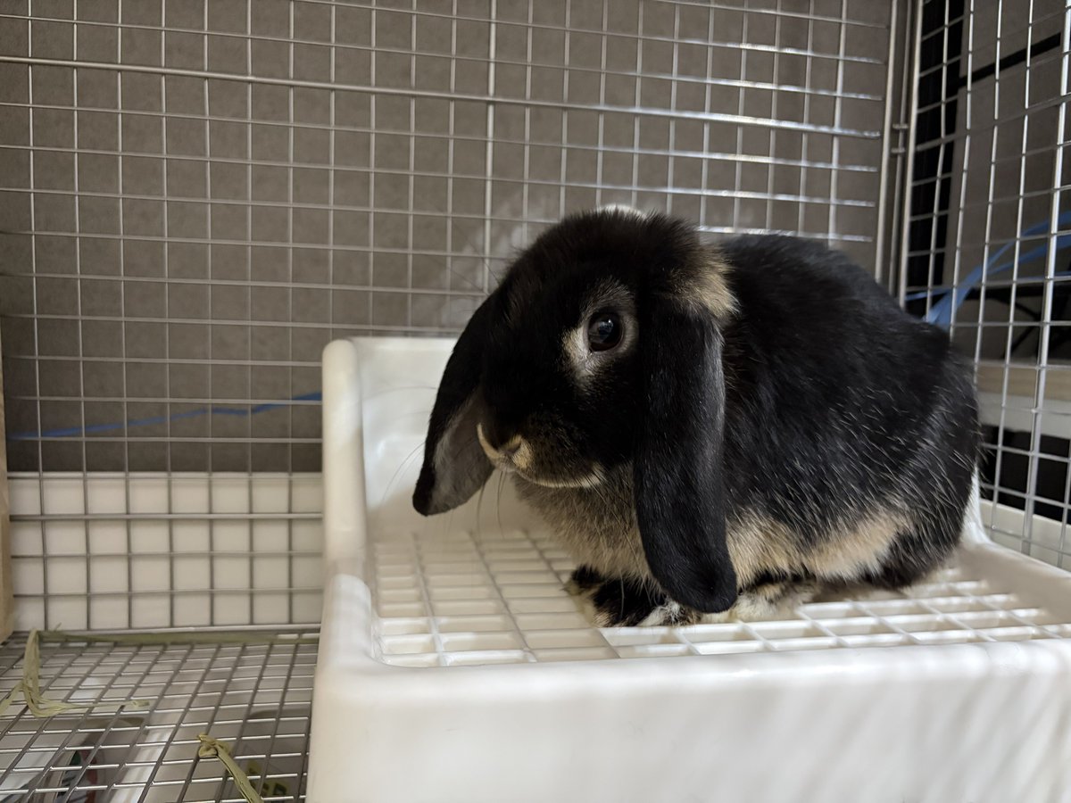 まなっち tweet media