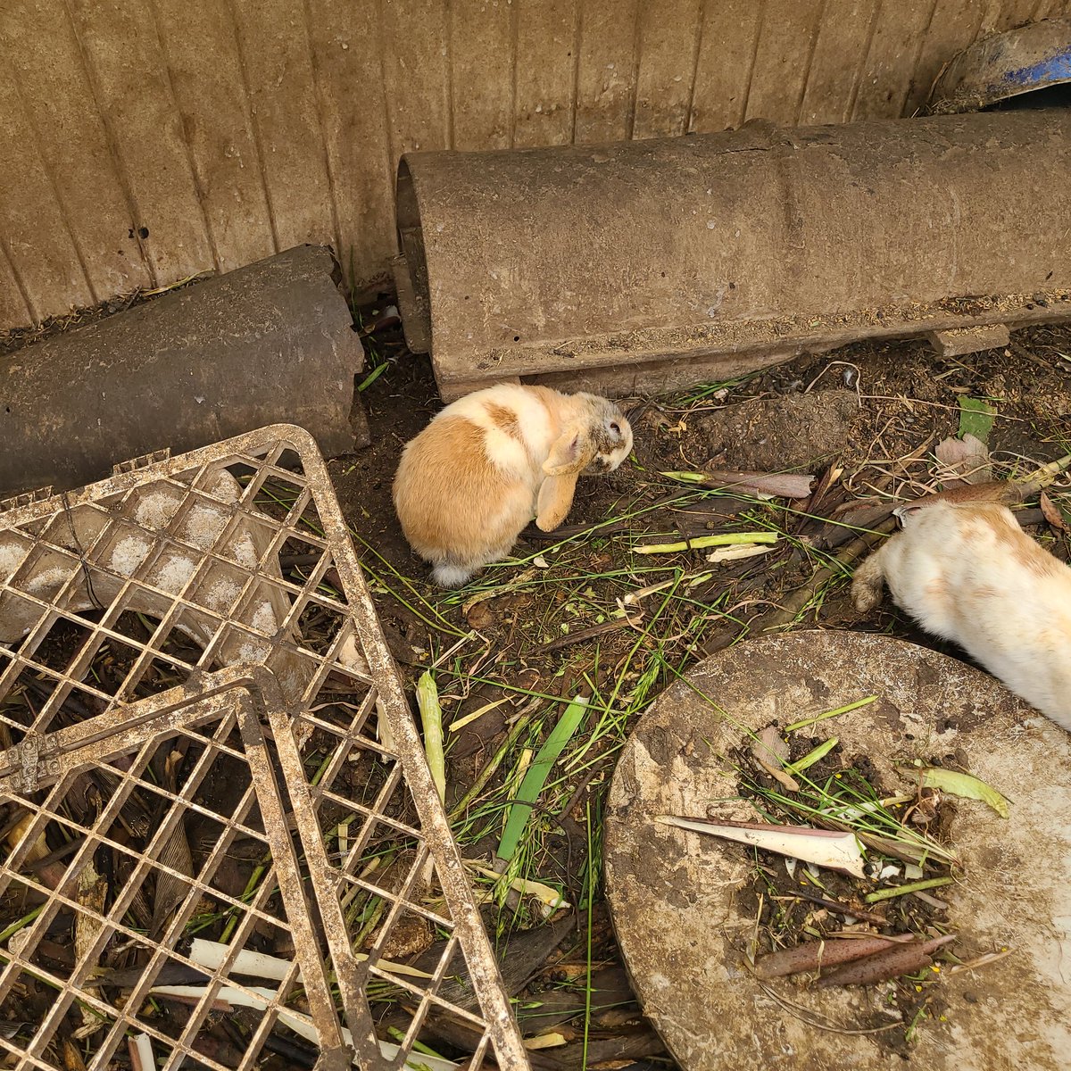 がんばれ芽依ちゃん tweet media