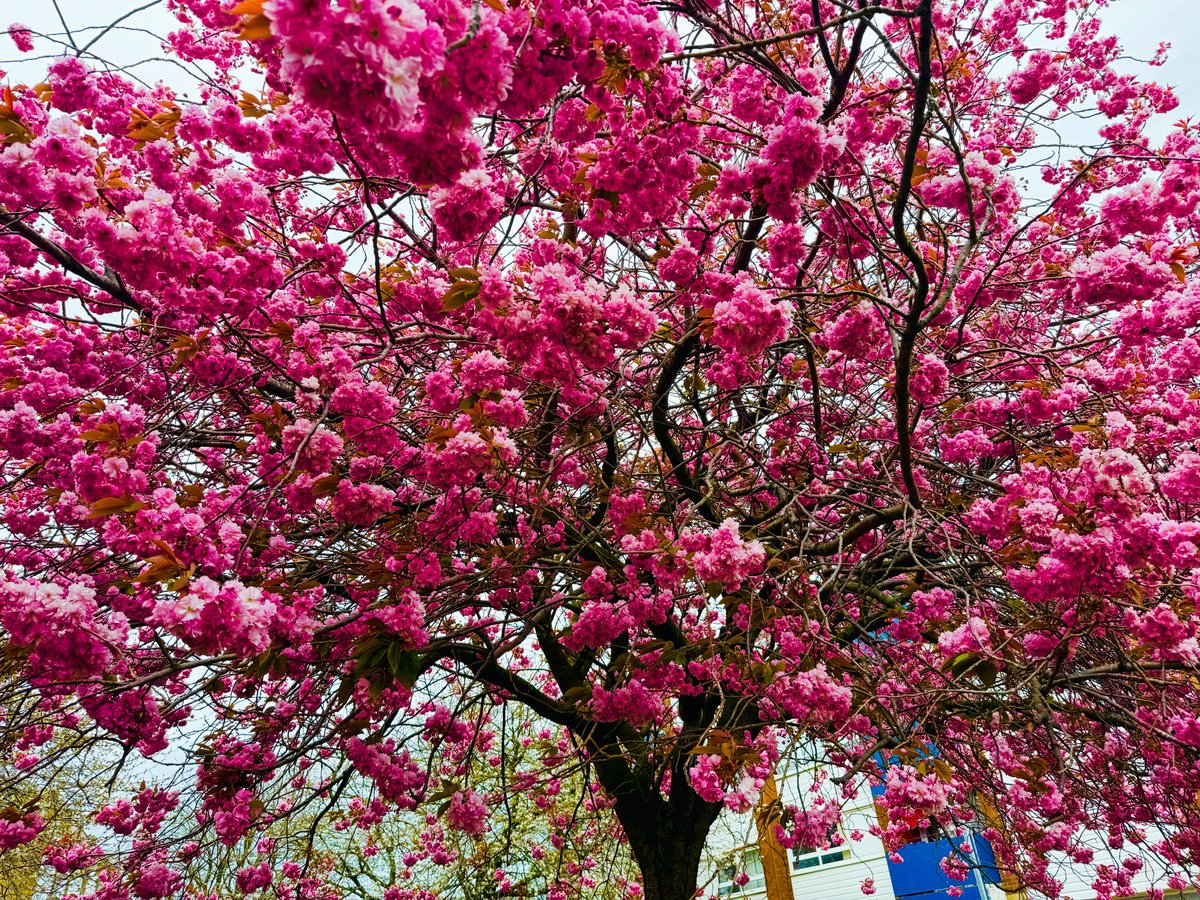 سدرہ : ( : tweet media