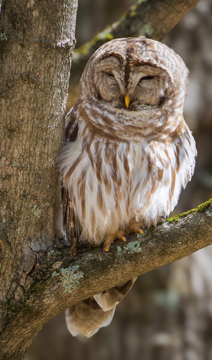 RoppityPhotos's tweet image. I couldn’t find him either time I visited today.  This is from the other day when he was perched right off the trail.  #BarredOwl #Owls #Wildlife #WildlifePhotography #Birds #Harry