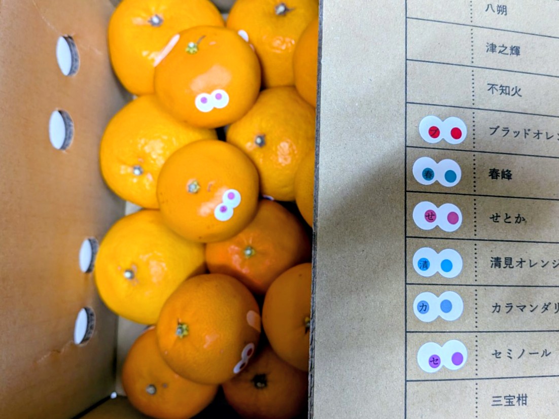 アイアムカンキツ🍊👀
カラマンダリン、セミノール、ブラッドオレンジタロッコ、春峰、せとか、清見オレンジと種類豊富になり、今オススメ👀です！