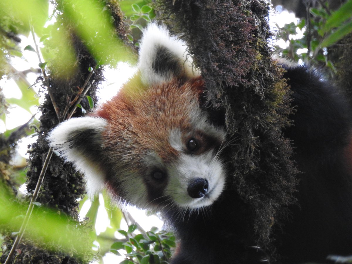Red Panda Network tweet media