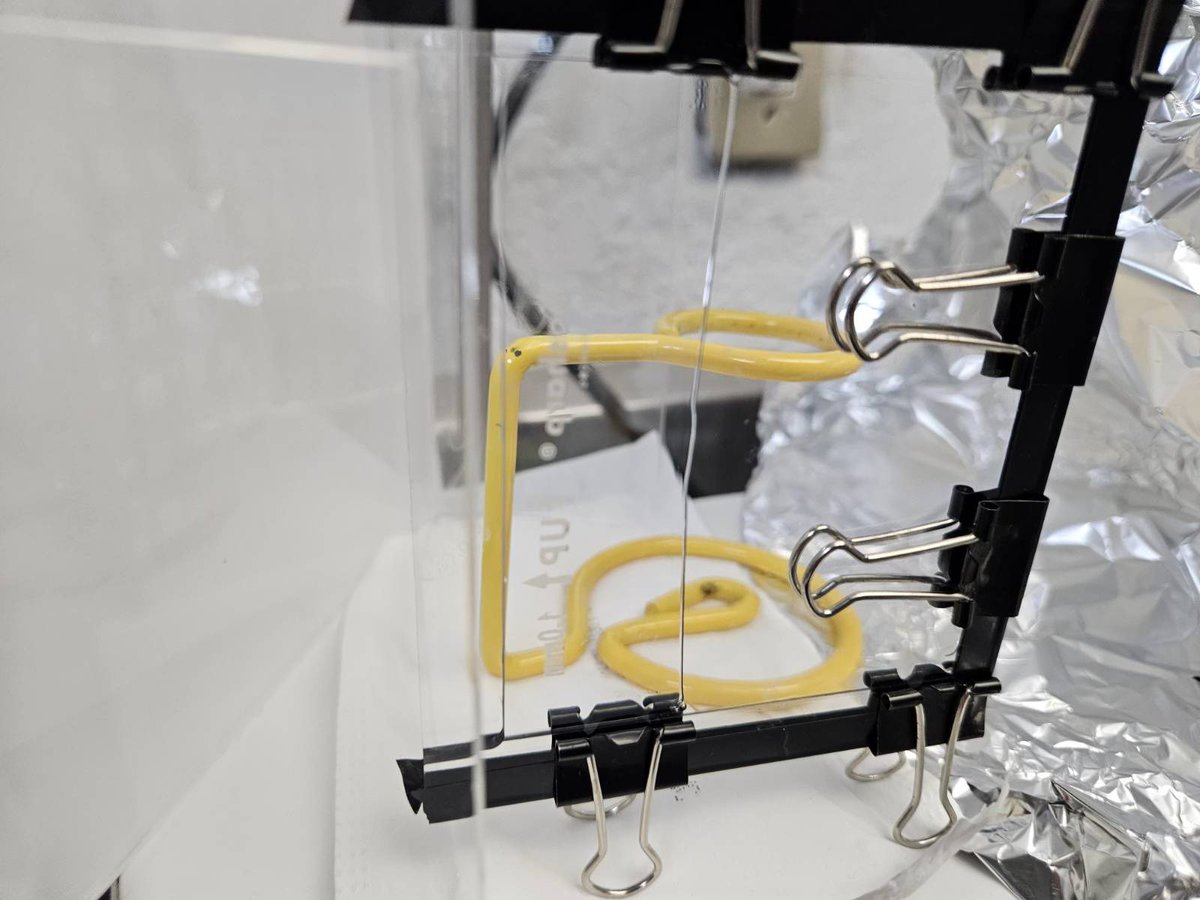 David J. Castillo-Cornejo PhD. 🔬 tweet media