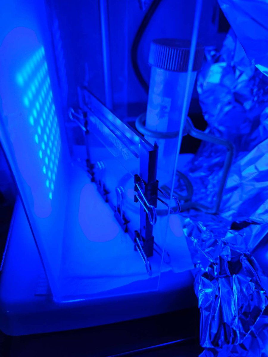 David J. Castillo-Cornejo PhD. 🔬 tweet media