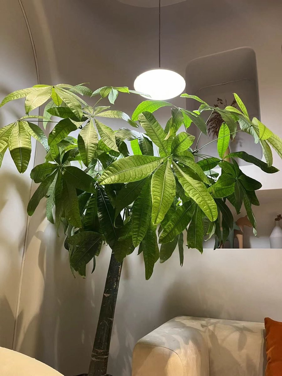 shawaiz arif tweet media