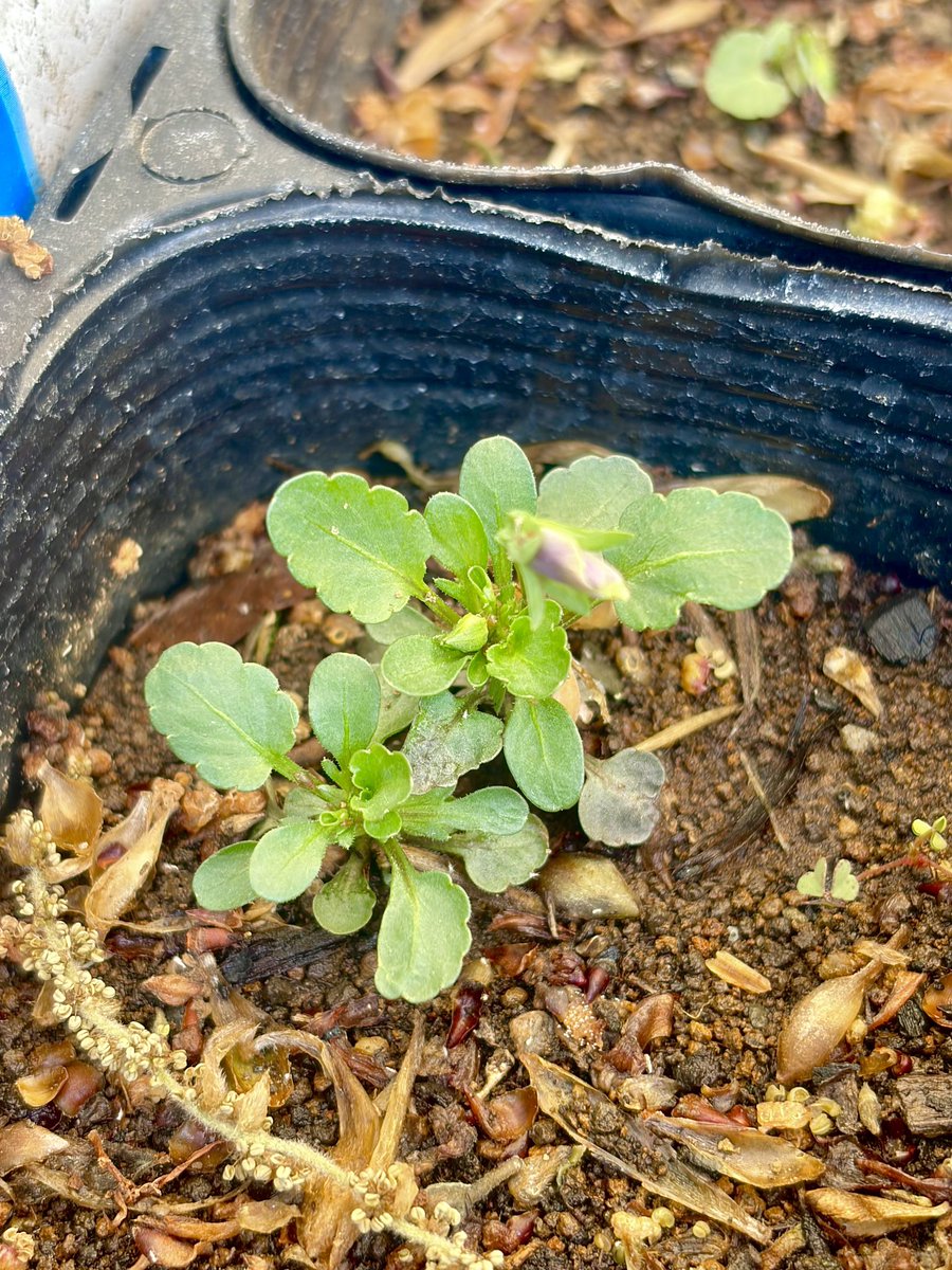 はこたろ tweet media